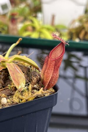 Close Up of Nepenthes (diabolica x hamata) x hamata | Andreas Wistuba | AW-ISC | H26876