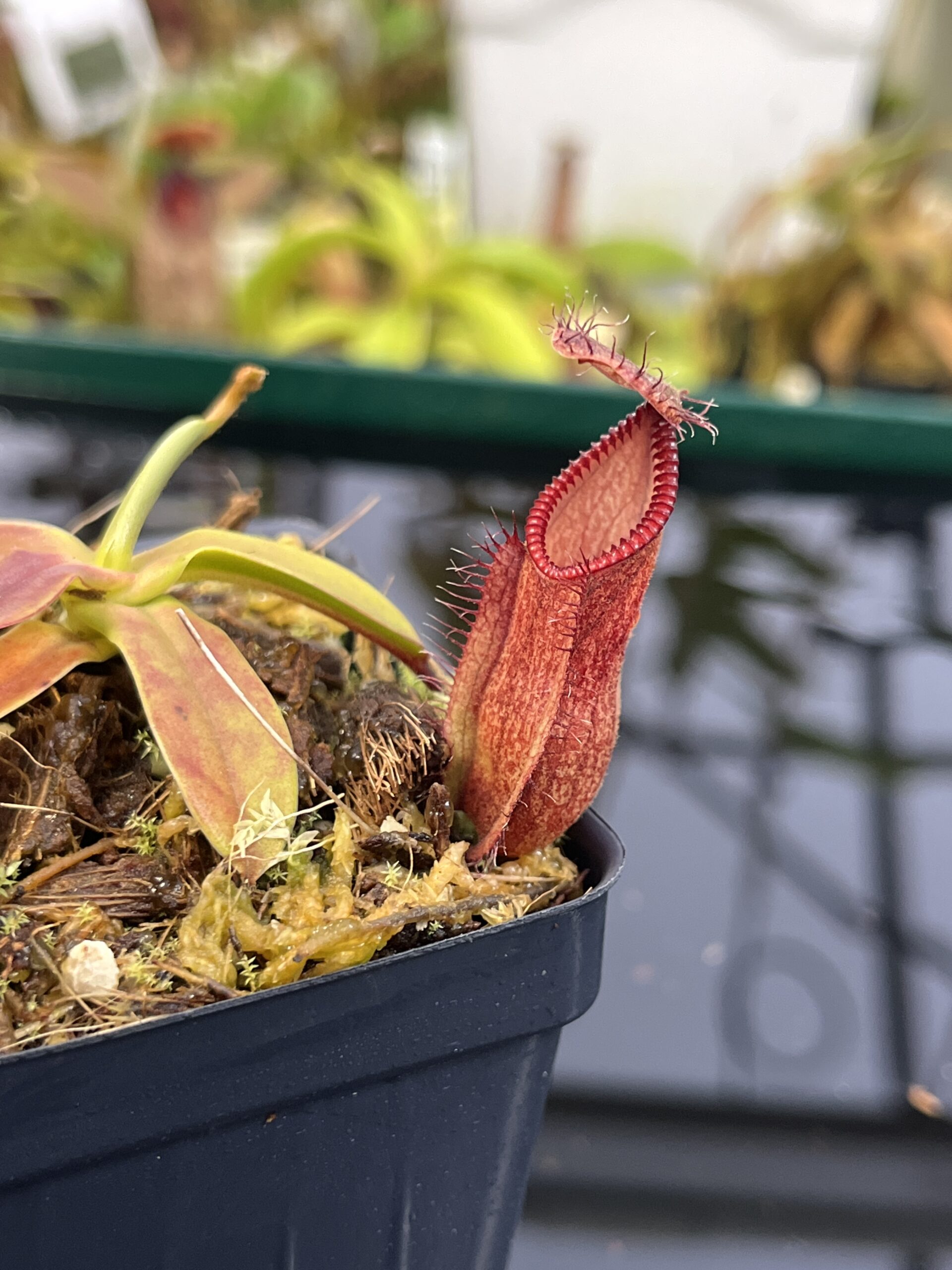 Close Up of Nepenthes (diabolica x hamata) x hamata | Andreas Wistuba | AW-ISC | H26876