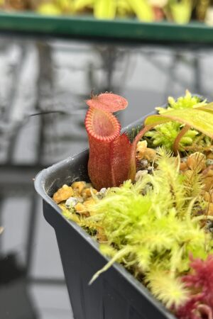 Close Up of Nepenthes diabolica x villosa | Andreas Wistuba | AW-01 | H26809