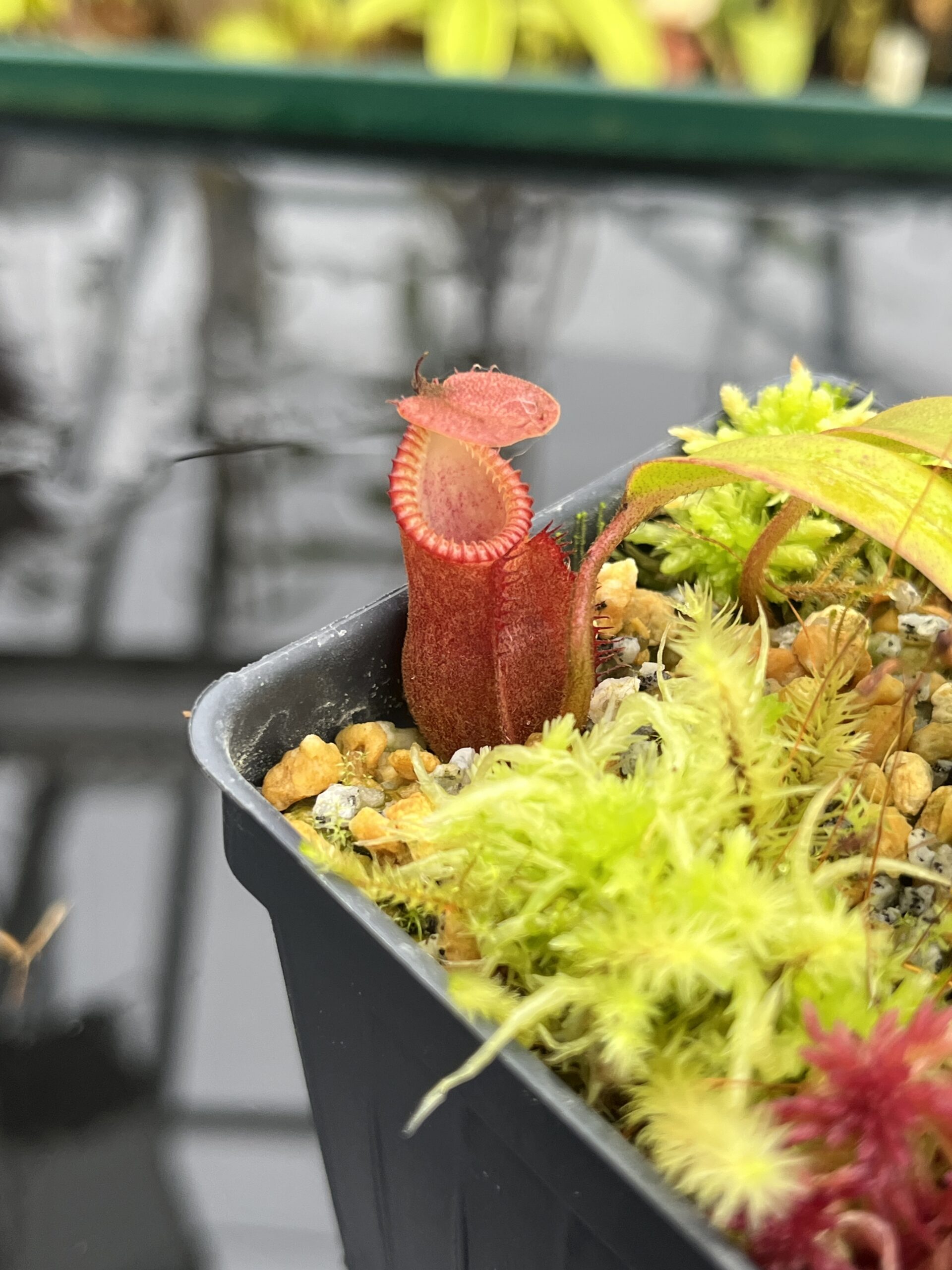 Close Up of Nepenthes diabolica x villosa | Andreas Wistuba | AW-01 | H26809