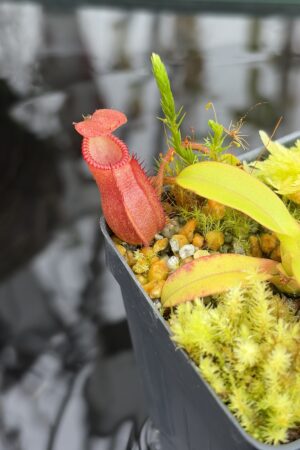 Close Up of Nepenthes diabolica x villosa | Andreas Wistuba | AW-02 | H26925