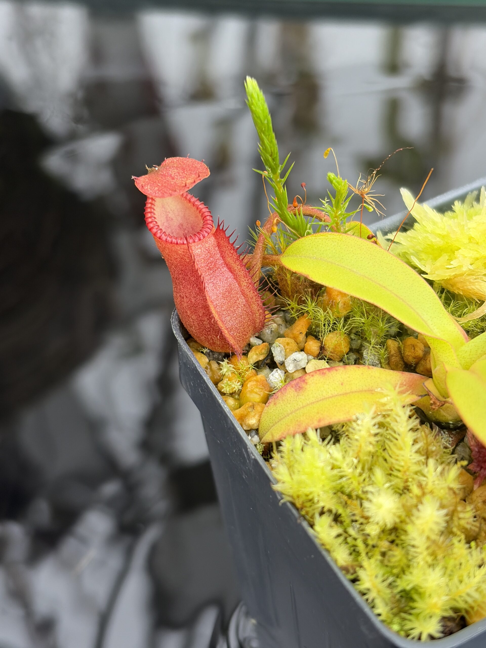 Close Up of Nepenthes diabolica x villosa | Andreas Wistuba | AW-02 | H26925