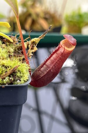 Close Up of Nepenthes diatas | Borneo Exotics | BE-3861 | H26867