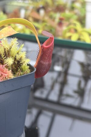Close Up of Nepenthes diatas | Borneo Exotics | BE-3861 | H26929