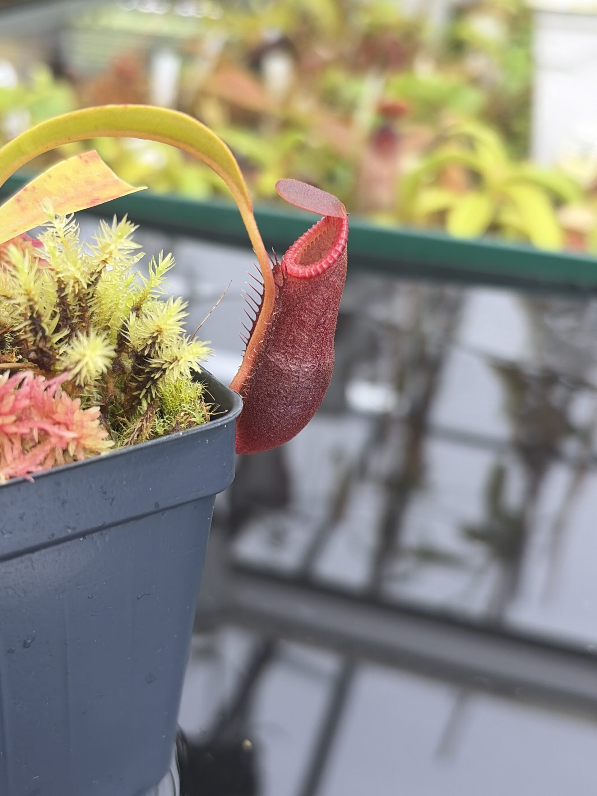 Close Up of Nepenthes diatas | Borneo Exotics | BE-3861 | H26929