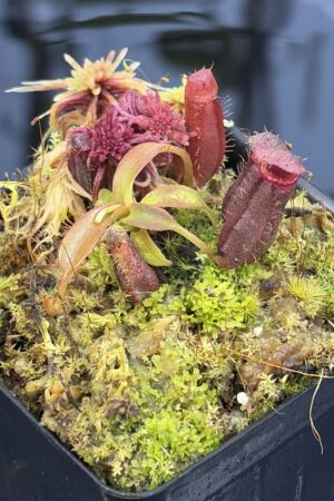Close Up of Nepenthes diatas x villosa | JH | Florae | Clone 2 | Jeremiah Harris | JH-391.02 | H26919