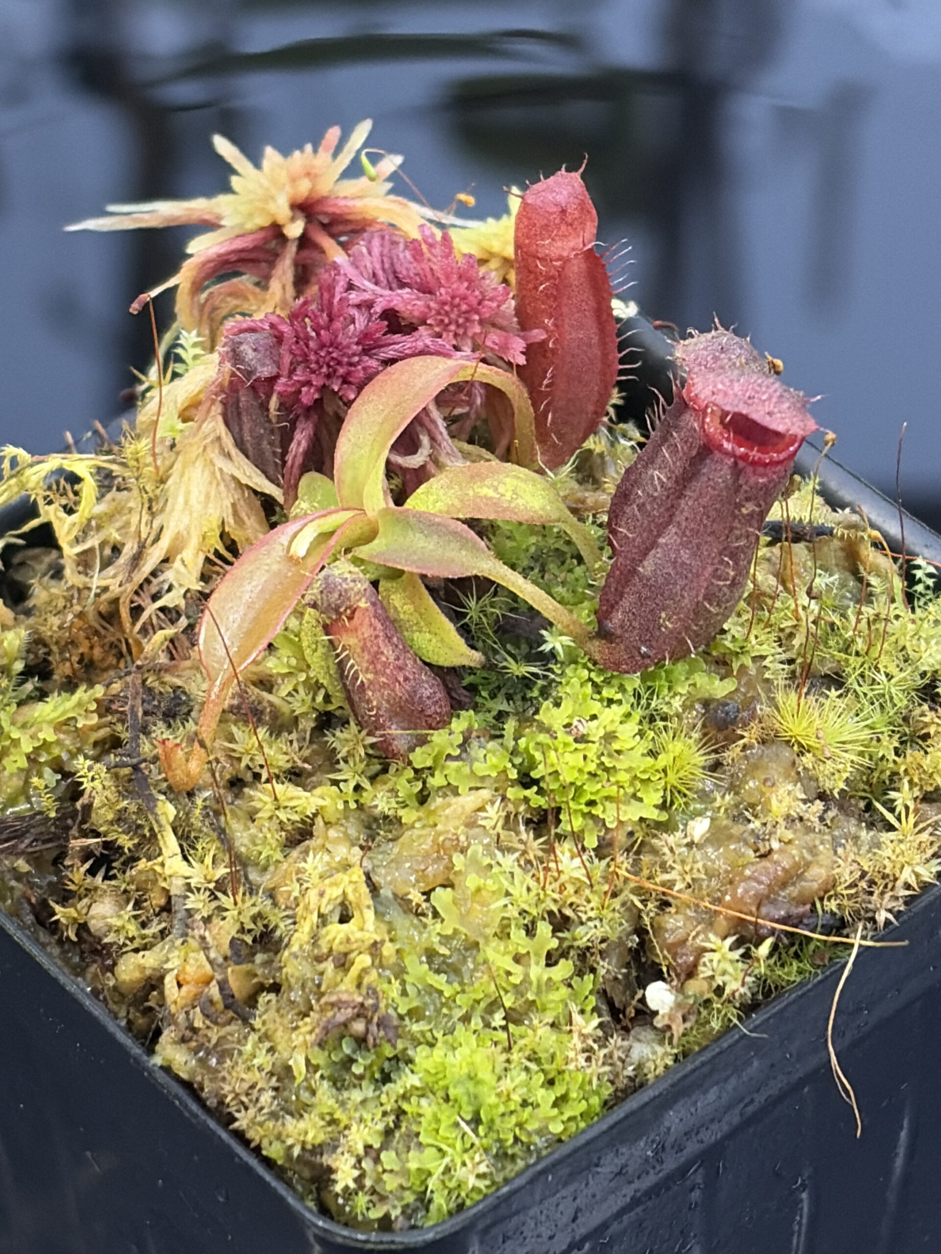 Close Up of Nepenthes diatas x villosa | JH | Florae | Clone 2 | Jeremiah Harris | JH-391.02 | H26919
