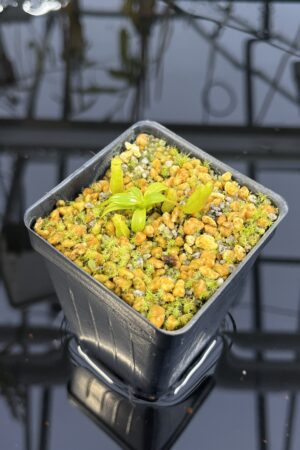 Close Up of Nepenthes edwardsiana | Assorted Clones | Jeremiah Harris | JH-458 | H26885
