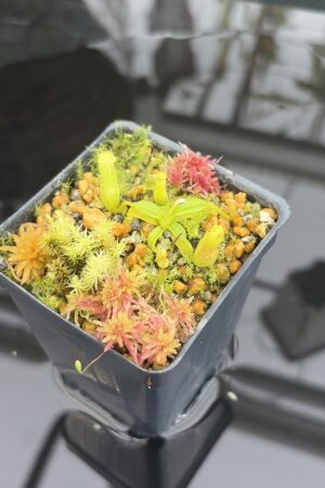 Close Up of Nepenthes edwardsiana | Assorted Clones | Jeremiah Harris | JH-458 | H26928