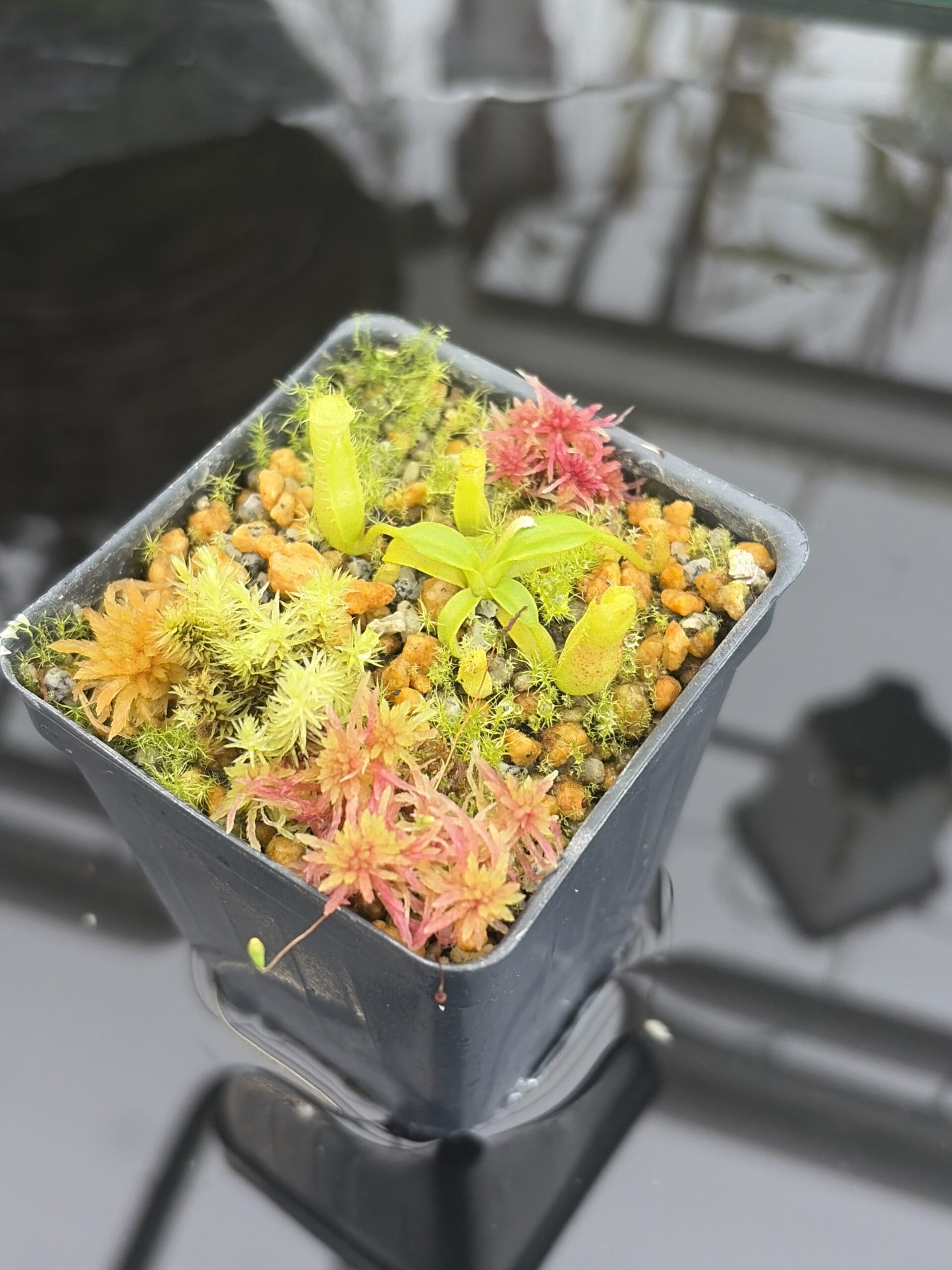 Close Up of Nepenthes edwardsiana | Assorted Clones | Jeremiah Harris | JH-458 | H26928