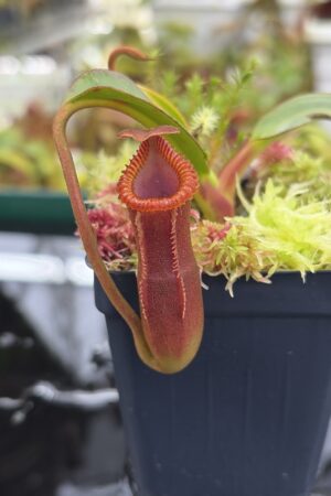Close Up of Nepenthes edwardsiana (Tamb.) | Andreas Wistuba | AW-02 | H26990