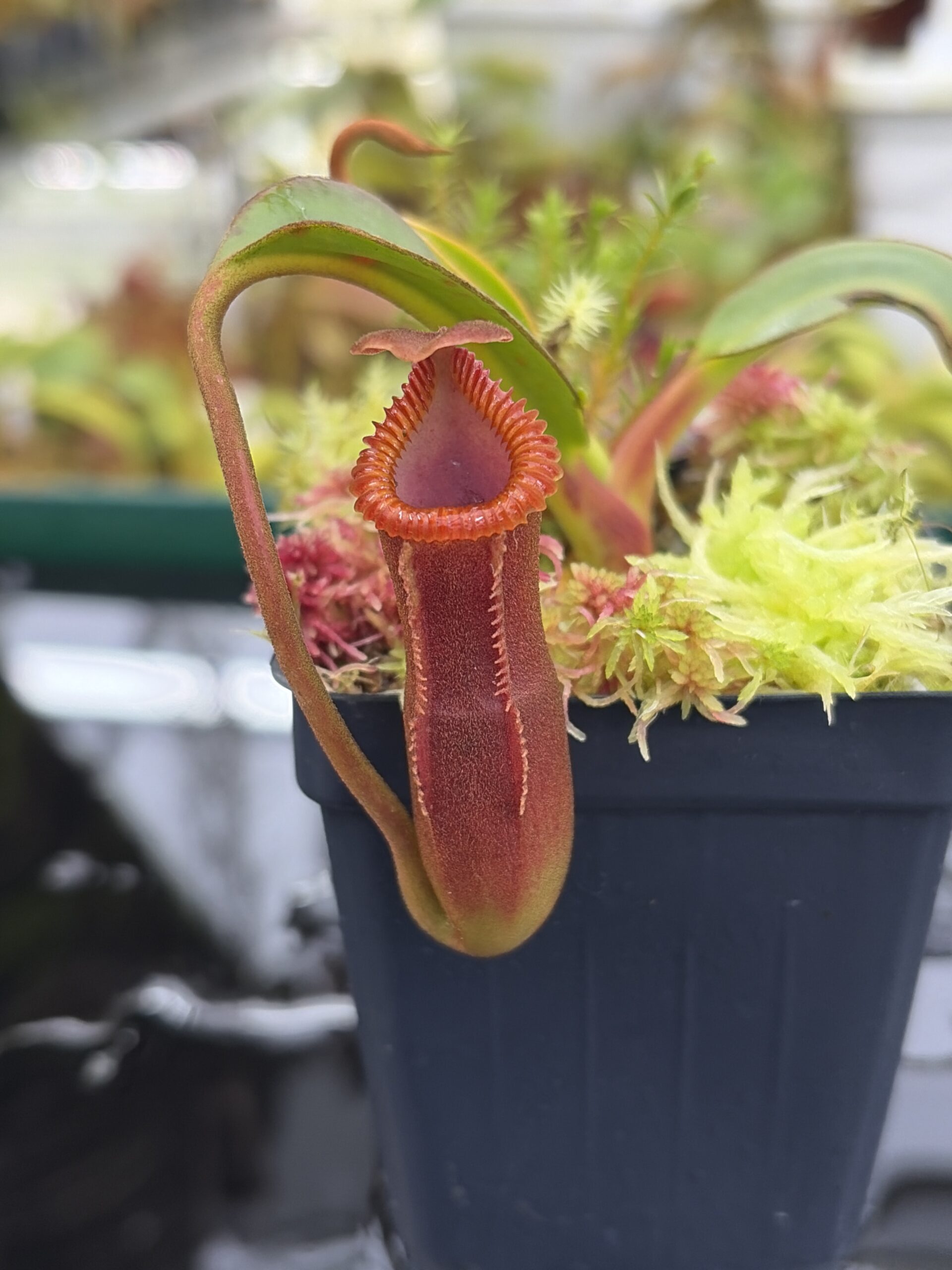 Close Up of Nepenthes edwardsiana (Tamb.) | Andreas Wistuba | AW-02 | H26990