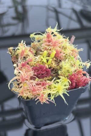 Close Up of Nepenthes edwardsiana x fusca (Kemul) | Michael Kevin Smith | MKS-693 | H26927
