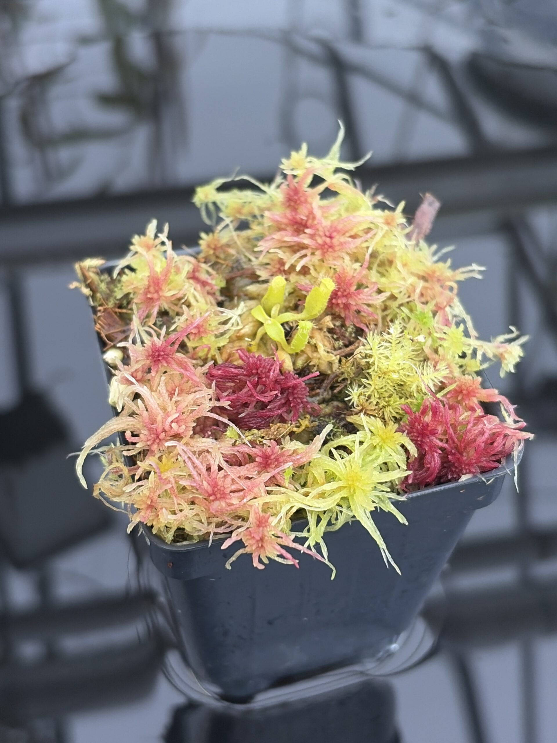 Close Up of Nepenthes edwardsiana x fusca (Kemul) | Michael Kevin Smith | MKS-693 | H26927