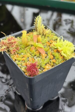 Close Up of Nepenthes edwardsiana x macrophylla | Assorted Clones | Jeremiah Harris | JH-459 | H27002