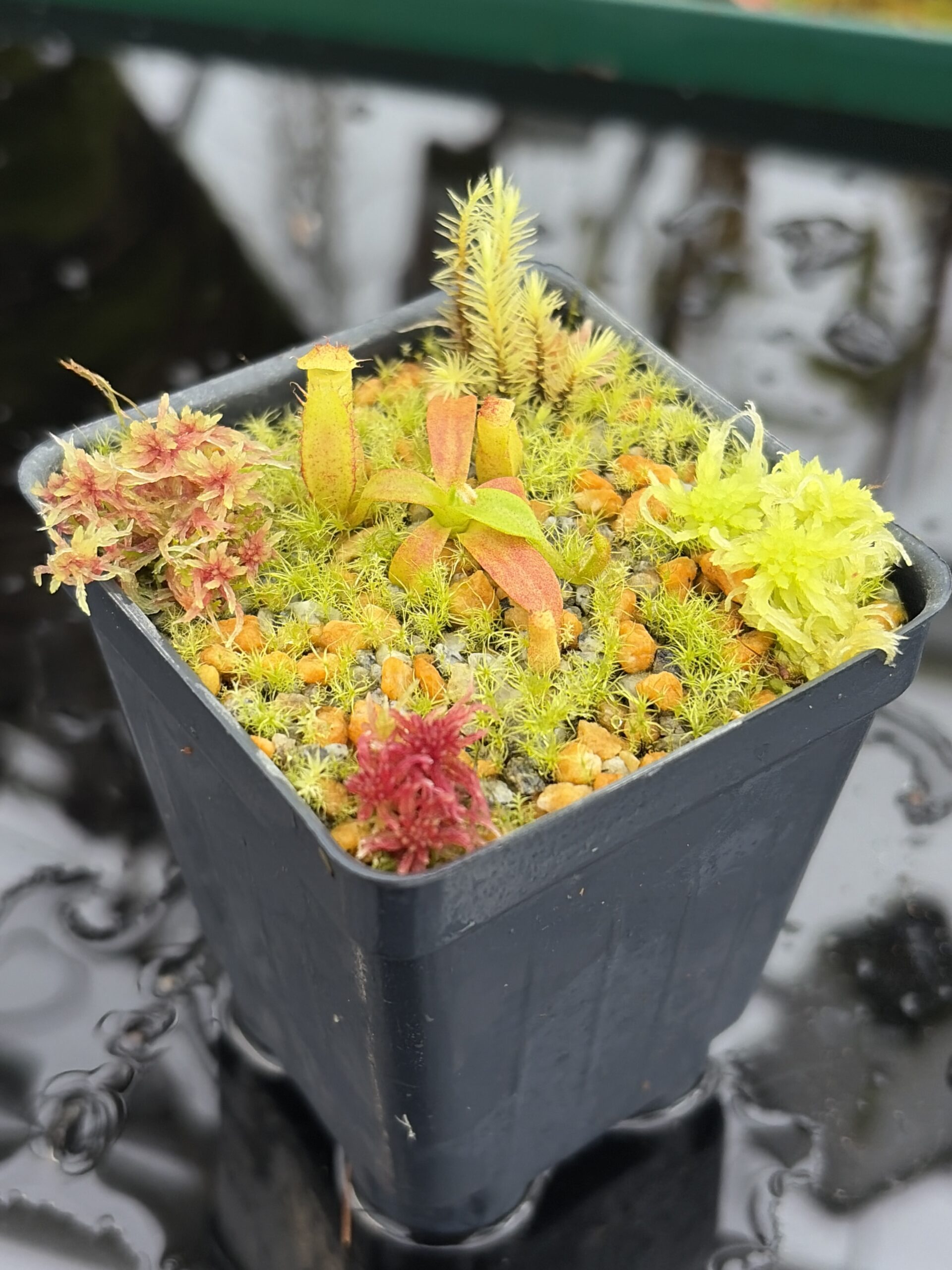 Close Up of Nepenthes edwardsiana x macrophylla | Assorted Clones | Jeremiah Harris | JH-459 | H27002