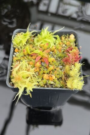 Close Up of Nepenthes edwardsiana x macrophylla | Assorted Clones | Jeremiah Harris | JH-459 | H27023