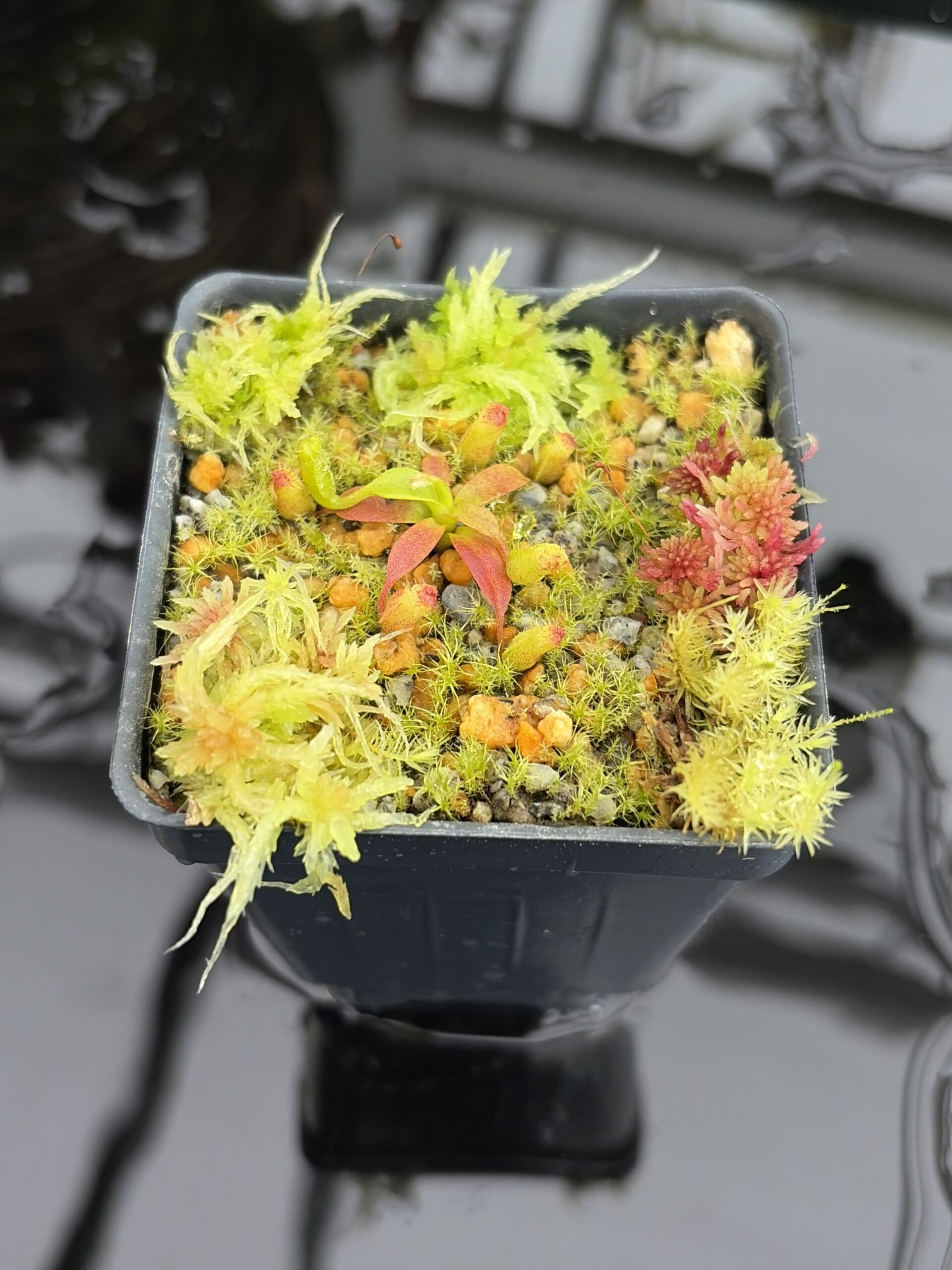 Close Up of Nepenthes edwardsiana x macrophylla | Assorted Clones | Jeremiah Harris | JH-459 | H27023