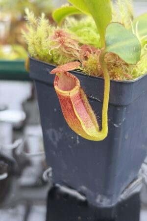 Close Up of Nepenthes ephippiata (Gunung Raya, Borneo) | Andreas Wistuba | AW-01 | H27015