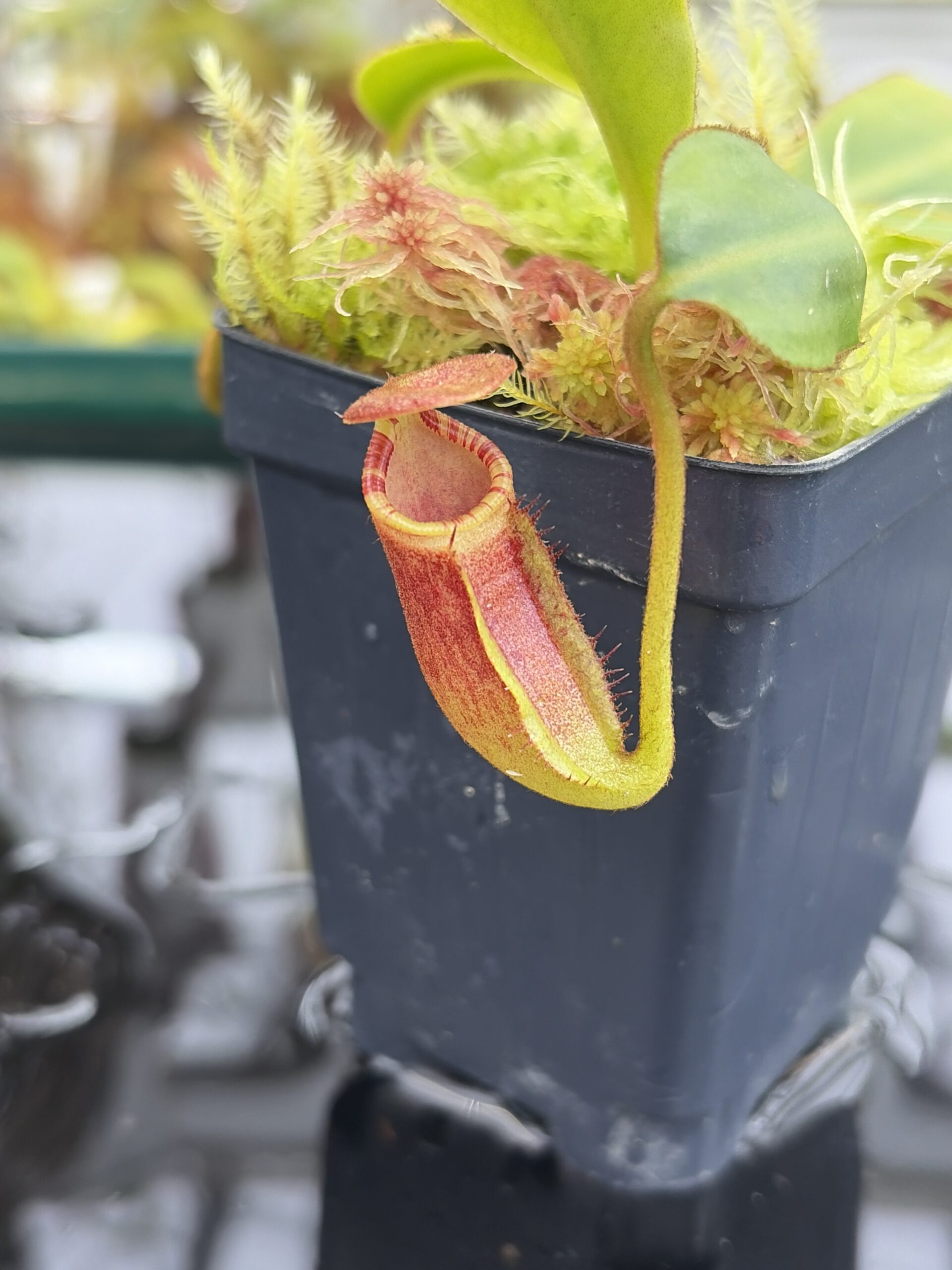 Close Up of Nepenthes ephippiata (Gunung Raya, Borneo) | Andreas Wistuba | AW-01 | H27015