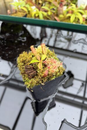 Close Up of Nepenthes ephippiata Hose Mountains | Jeremiah Harris | JH-045.07 | H27014