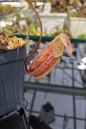 Close Up of Nepenthes glabrata x hamata | Borneo Exotics | BE-3912 | H26870