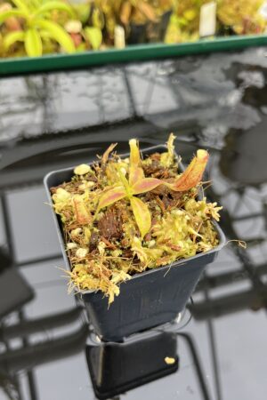 Close Up of Nepenthes glandulifera (Hort.) | Assorted Clones | Jeremiah Harris | JH-495 | H26823