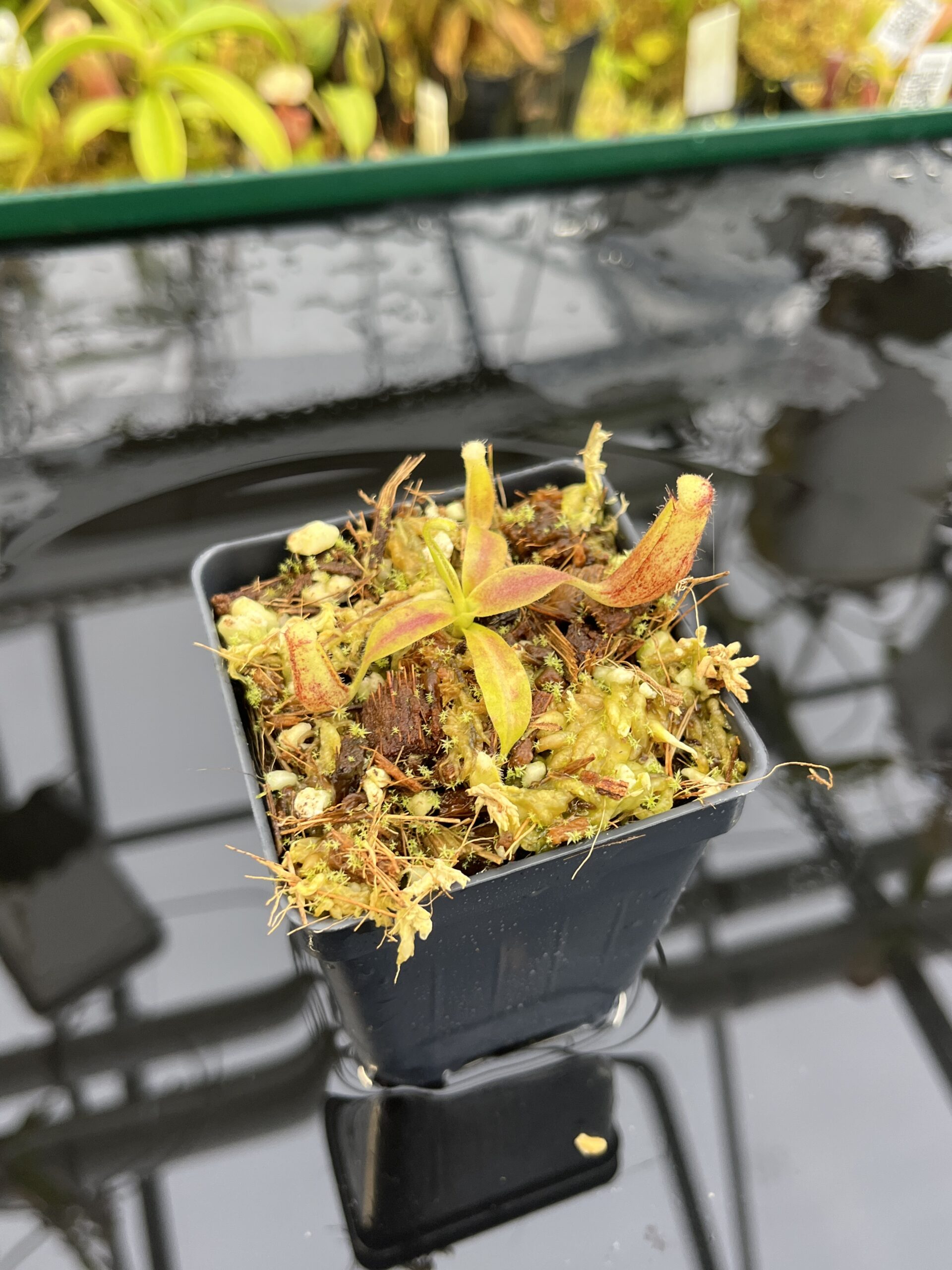 Close Up of Nepenthes glandulifera (Hort.) | Assorted Clones | Jeremiah Harris | JH-495 | H26823