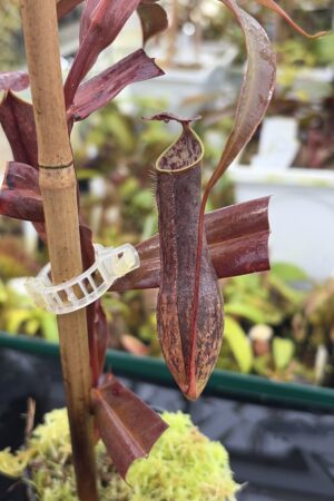 Close Up of Nepenthes gracilis | Borneo Exotics | BE-4060 | L26905