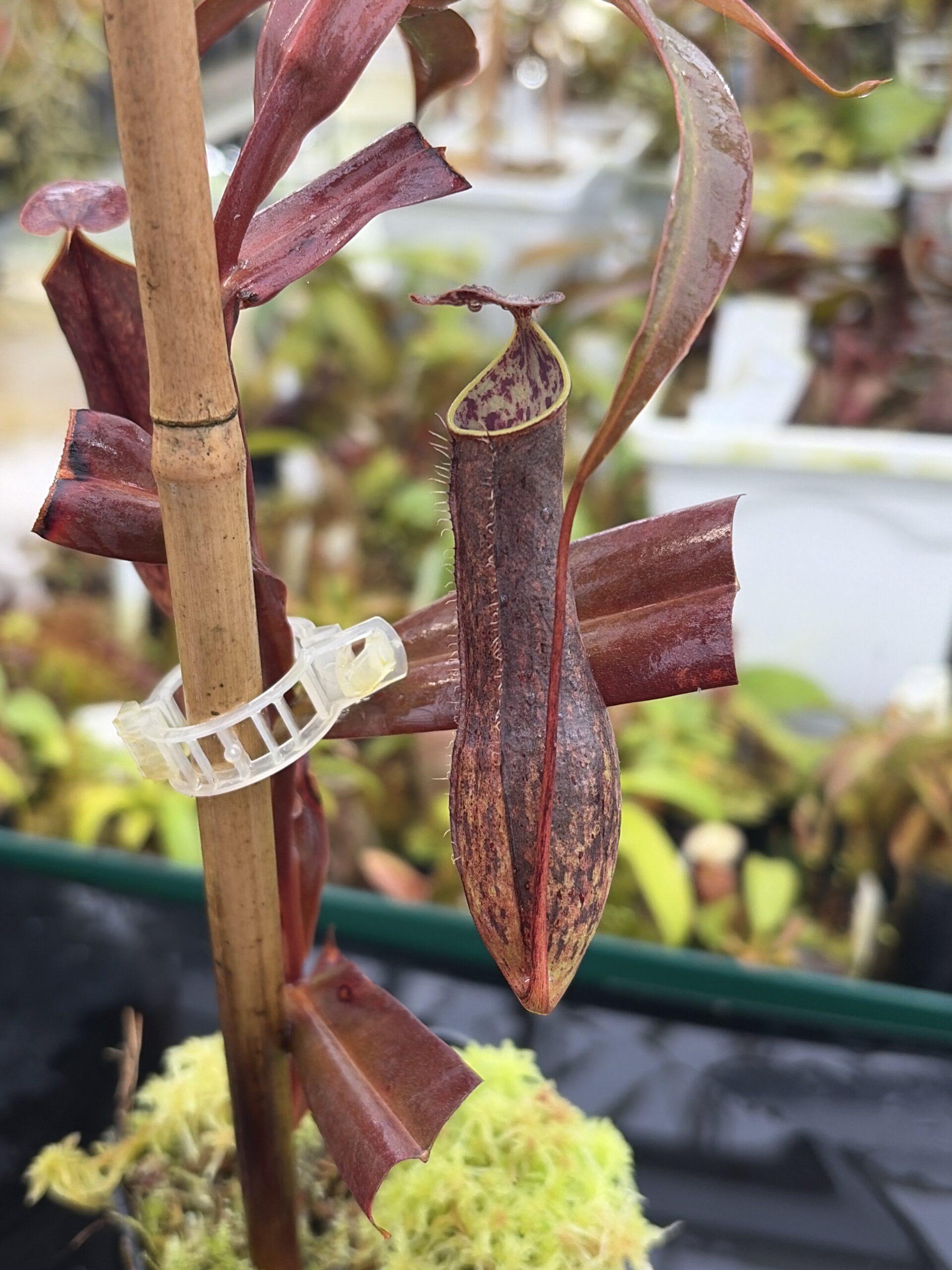 Close Up of Nepenthes gracilis | Borneo Exotics | BE-4060 | L26905