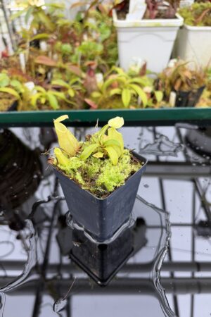 Close Up of Nepenthes gymnamphora | Borneo Exotics | BE-4059 | H26994