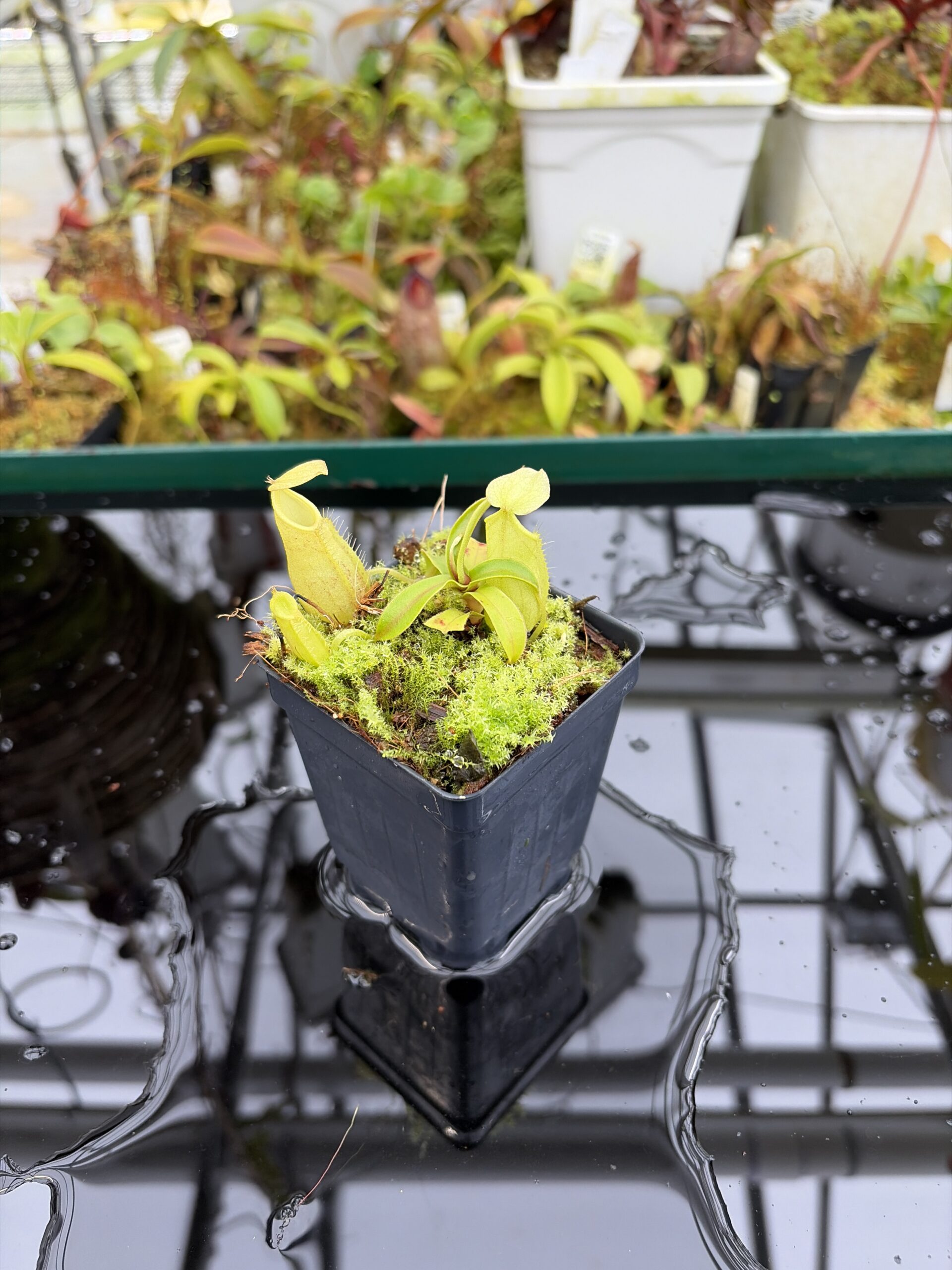 Close Up of Nepenthes gymnamphora | Borneo Exotics | BE-4059 | H26994
