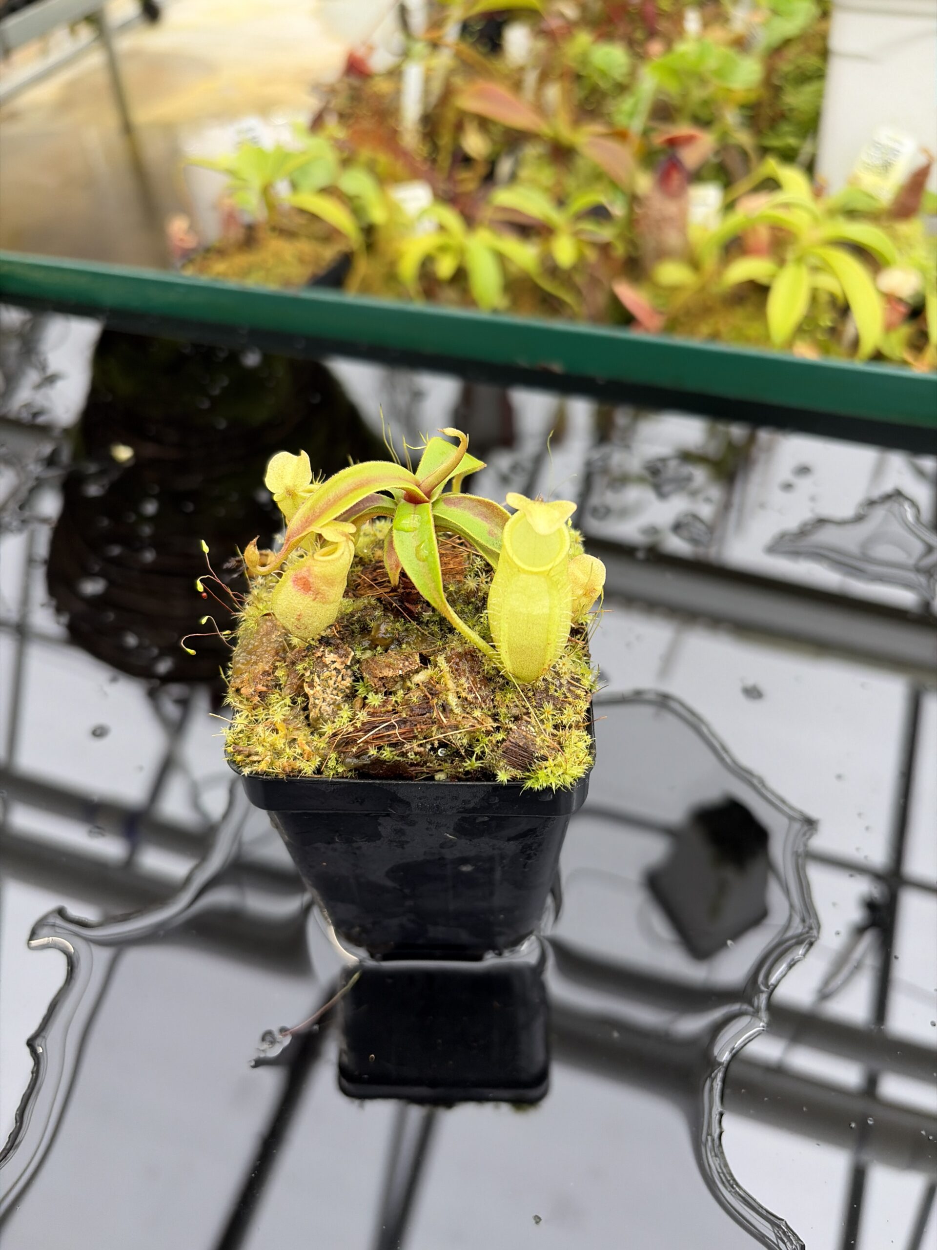 Close Up of Nepenthes gymnamphora | Borneo Exotics | BE-4687 | H26993