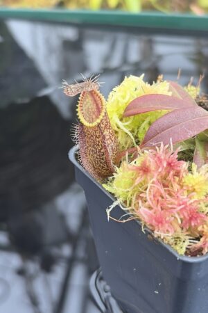 Close Up of Nepenthes hamata | Borneo Exotics | BE-3975 | H26923