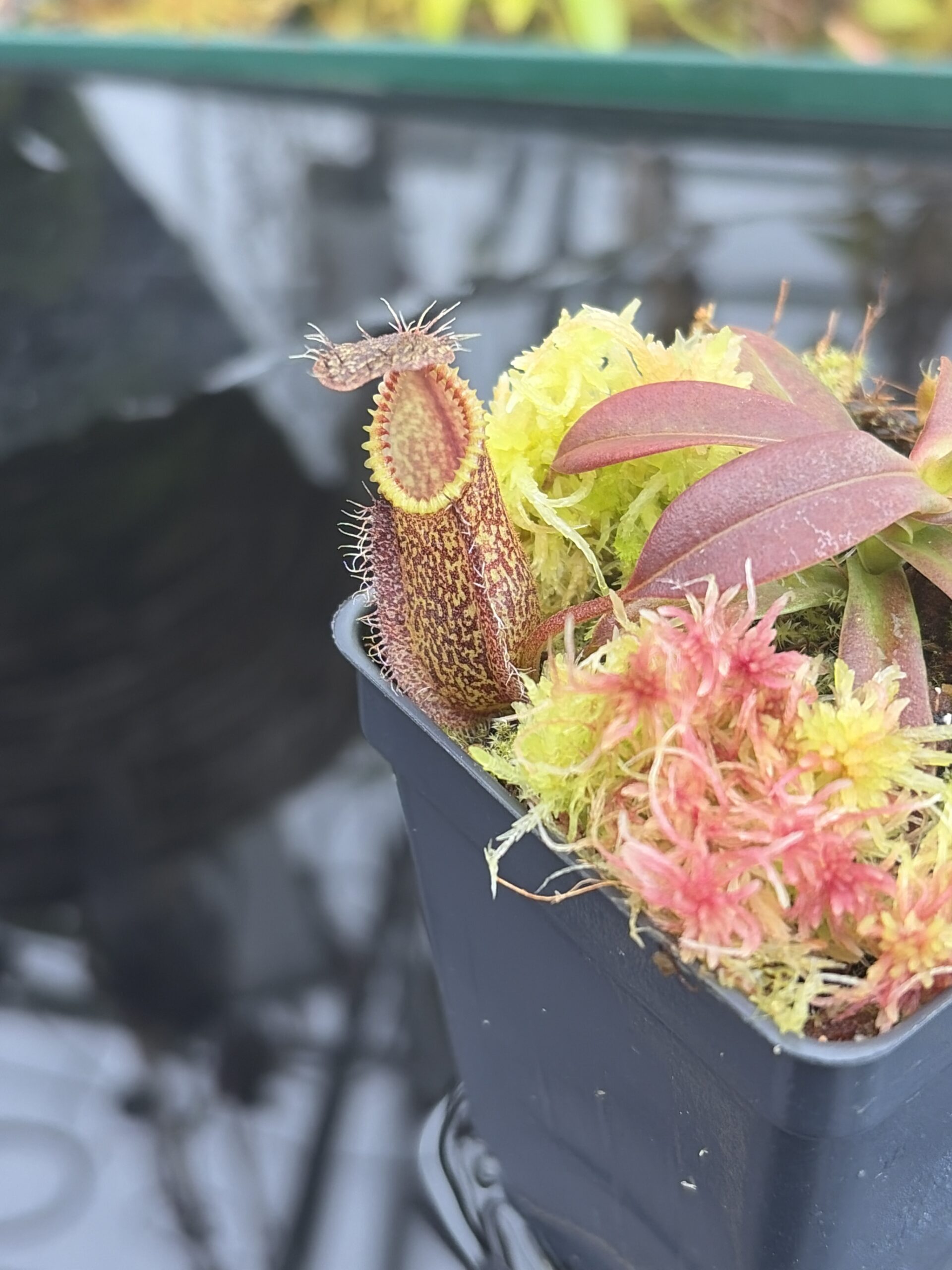 Close Up of Nepenthes hamata | Borneo Exotics | BE-3975 | H26923