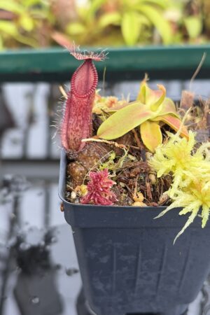 Close Up of Nepenthes hamata (Gunung Lumut, Sulawesi) | Andreas Wistuba | AW-03 | H27016