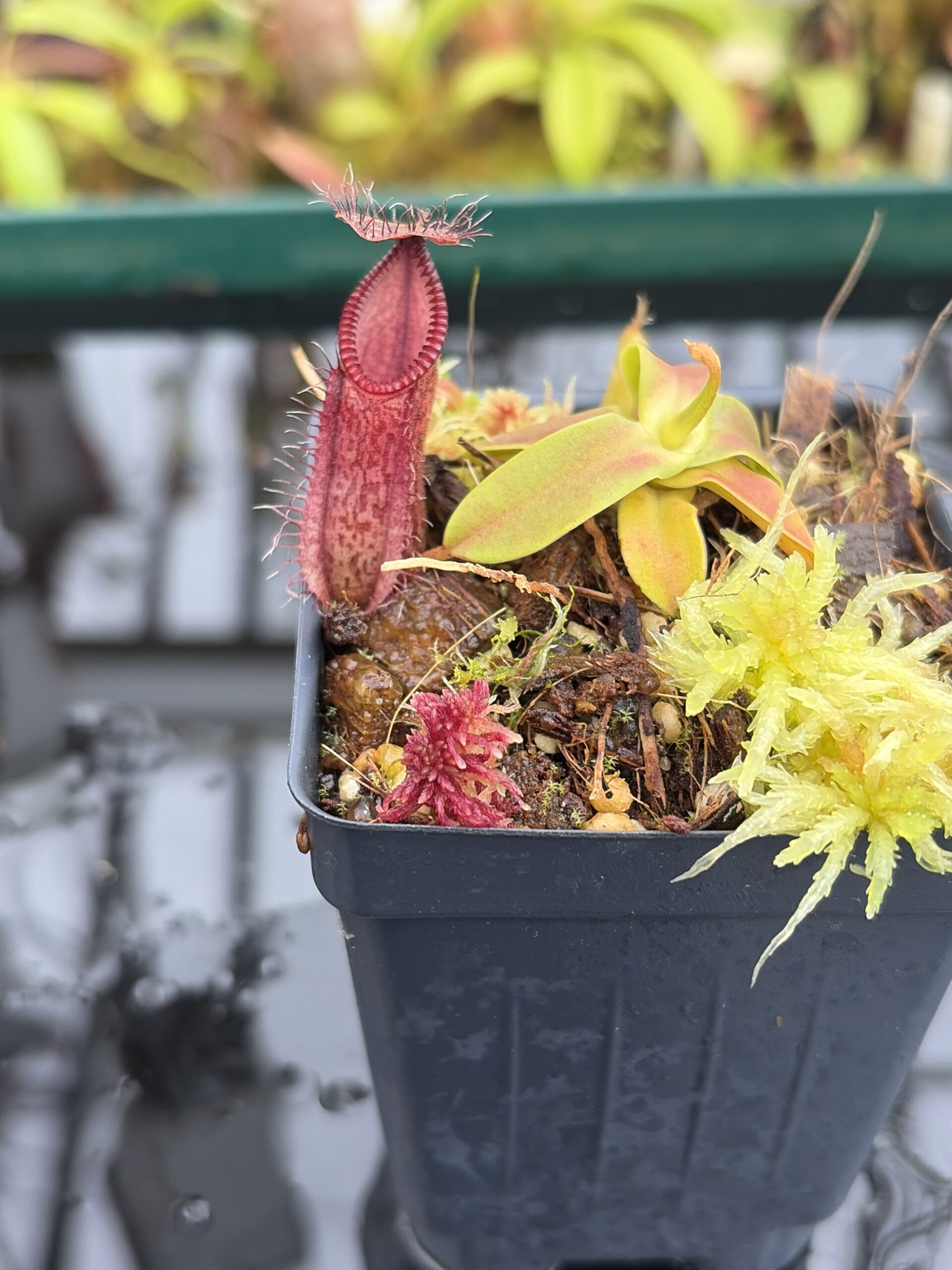Close Up of Nepenthes hamata (Gunung Lumut, Sulawesi) | Andreas Wistuba | AW-03 | H27016