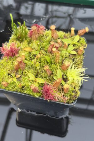 Close Up of Nepenthes hamata Katopasa | Clone 2 | Jeremiah Harris | JH-337.02 | Compot | H26915