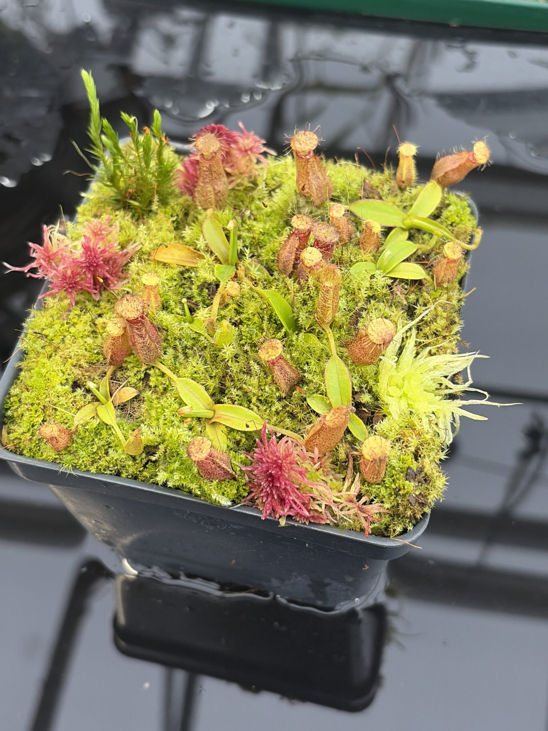 Close Up of Nepenthes hamata Katopasa | Clone 2 | Jeremiah Harris | JH-337.02 | Compot | H26915