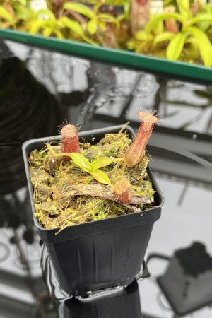 Close Up of Nepenthes hamata Katopasa | Clone 2 | Jeremiah Harris | JH-337.02 | H26816