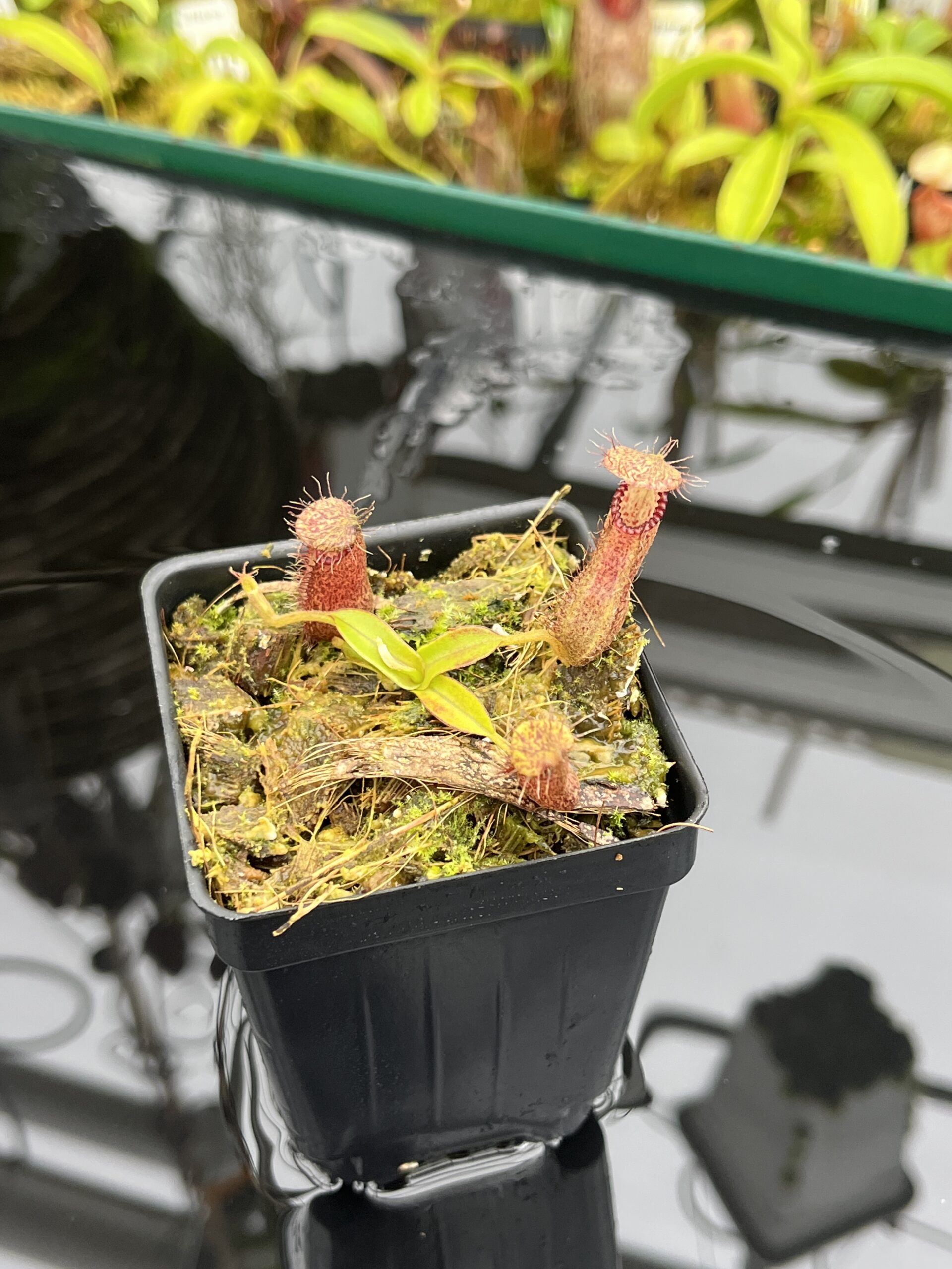 Close Up of Nepenthes hamata Katopasa | Clone 2 | Jeremiah Harris | JH-337.02 | H26816