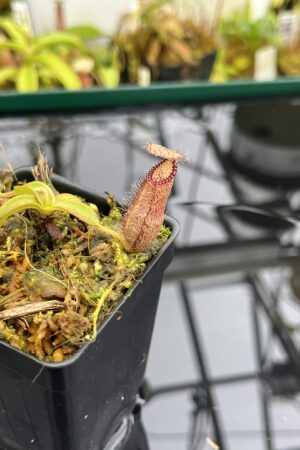 Close Up of Nepenthes hamata Katopasa | Clone 2 | Jeremiah Harris | JH-337.02 | H26817