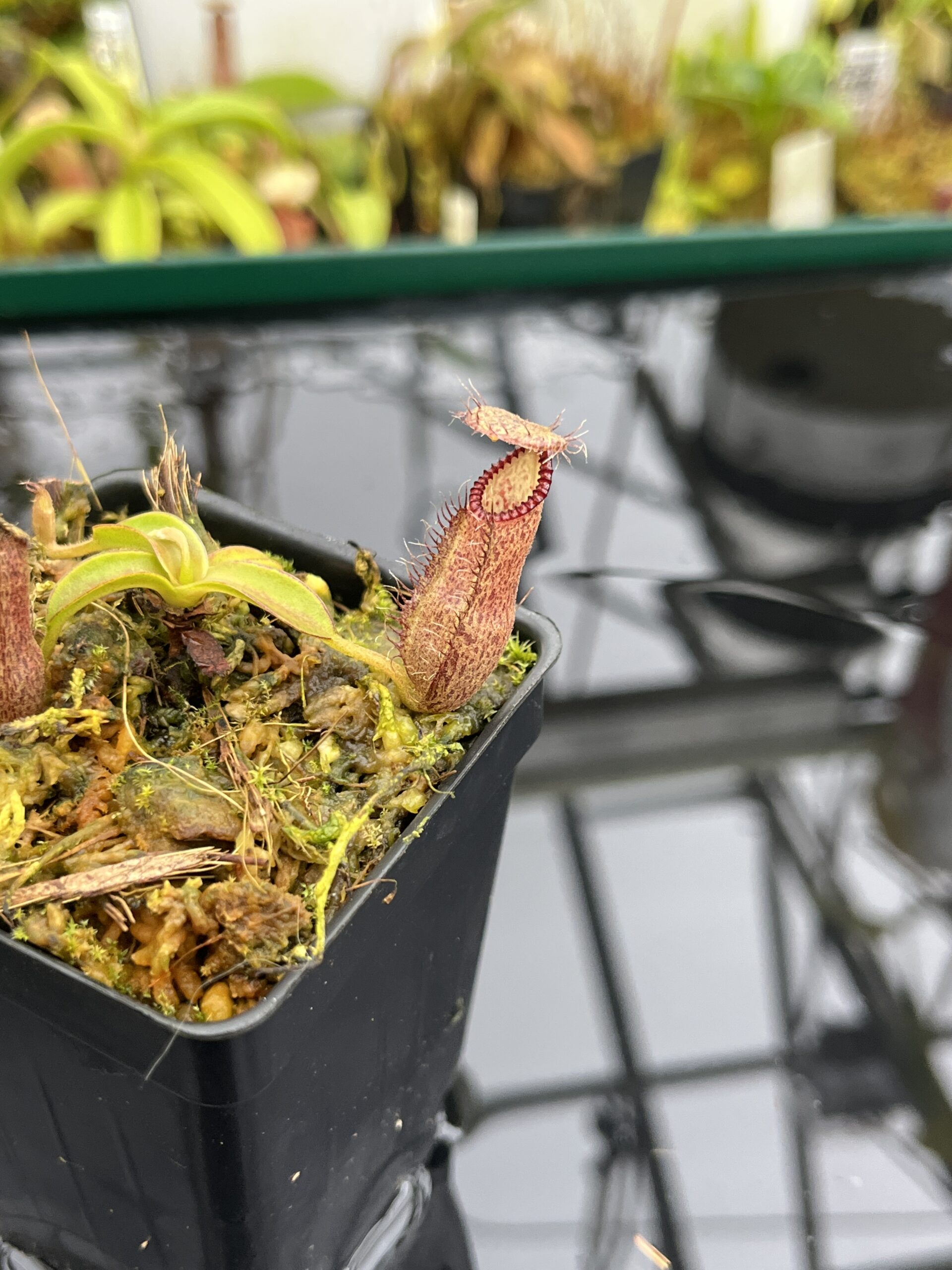 Close Up of Nepenthes hamata Katopasa | Clone 2 | Jeremiah Harris | JH-337.02 | H26817