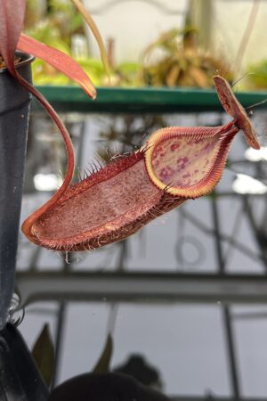 Close Up of Nepenthes hamata x gymnamphora | Borneo Exotics | BE-4553 | H26863