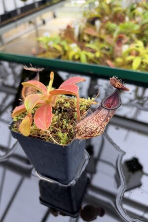 Close Up of Nepenthes hamata x robcantleyi | Borneo Exotics | BE-3755 | H26991