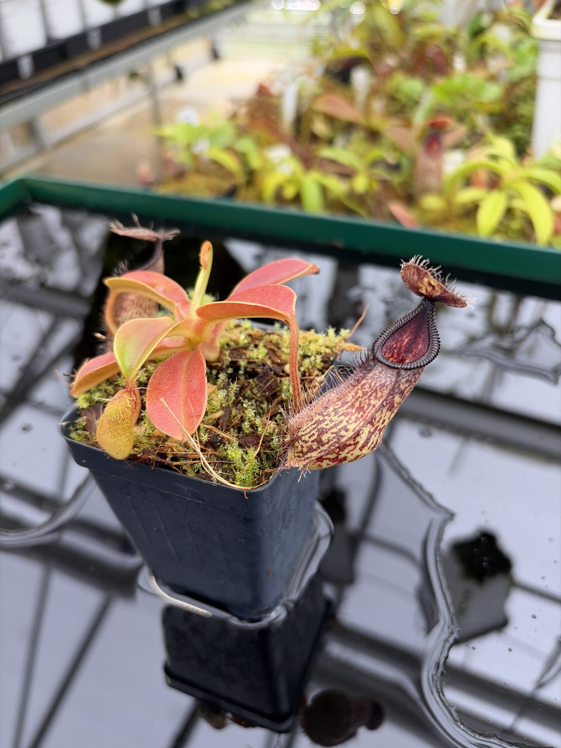 Close Up of Nepenthes hamata x robcantleyi | Borneo Exotics | BE-3755 | H26991