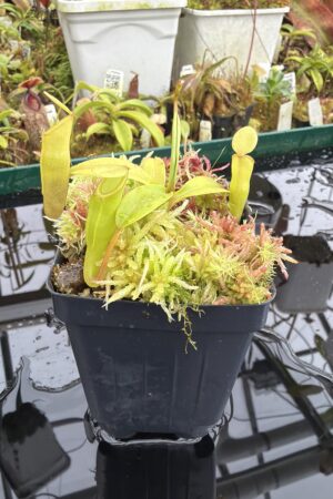 Close Up of Nepenthes inermis (Gunung Gadut, Sumatra) | Andreas Wistuba | AW-10 | H27022