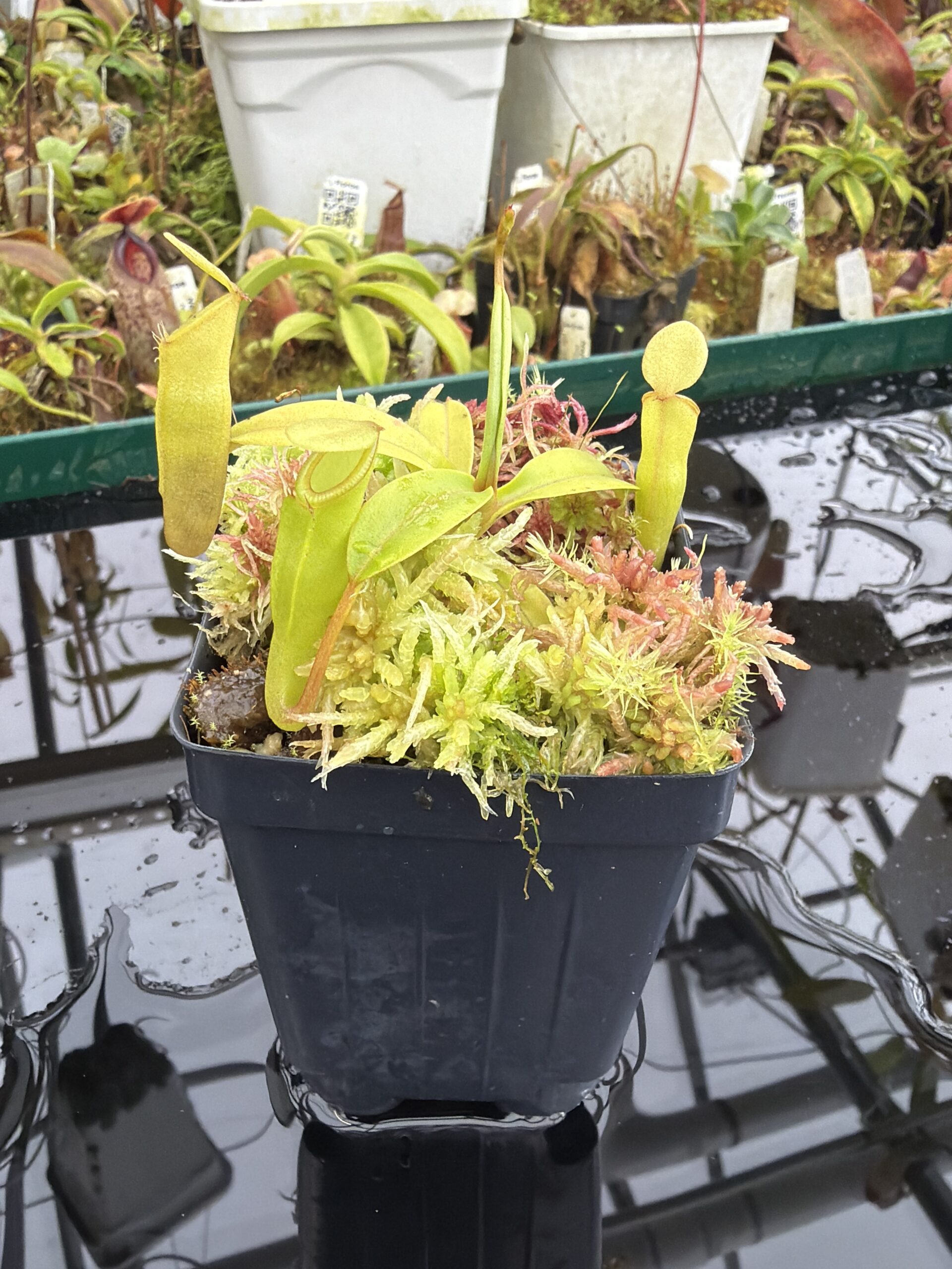 Close Up of Nepenthes inermis (Gunung Gadut, Sumatra) | Andreas Wistuba | AW-10 | H27022