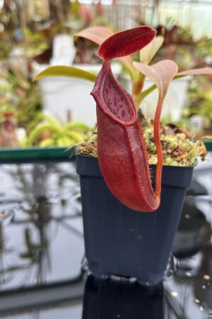 Close Up of Nepenthes inermis x bongso | Borneo Exotics | BE-3897 | H26812
