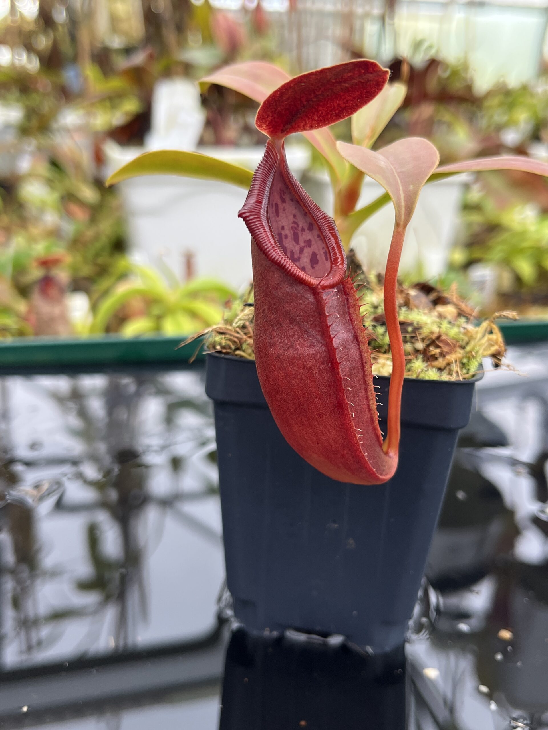 Close Up of Nepenthes inermis x bongso | Borneo Exotics | BE-3897 | H26812